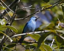 Male Blue Dacnis  (Dacnis cayana)