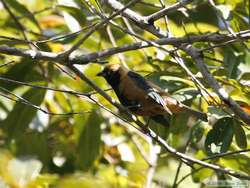 Burnished-buff Tanager  (Tangara cayana)