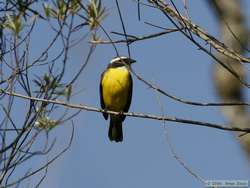 Flycatcher species, identified as Three-striped Flycatcher  (Conopias trivirgata) by Fabricio, but I'm not so sure.