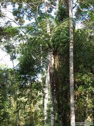 A neat palm tree.