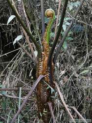 An unfurling new palm frond.