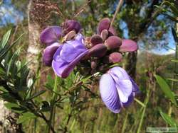 A cool flower at Tanque Grande.