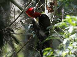 Robust Woodpecker  (Campephilus robustus)