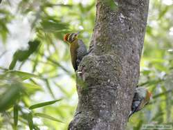 White-browed Woodpecker  (<I>Piculus aurulentus</I>)