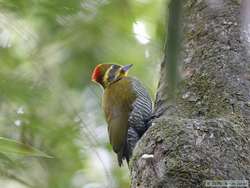 White-browed Woodpecker  (Piculus aurulentus)