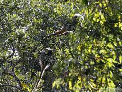 Masked Titi Monkeys  (Callicebus personatus nigrifrons)