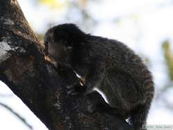 Black Tufted-eared Marmoset  (Callithrix penicillata) eating sap.