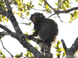 Black Tufted-eared Marmoset  (Callithrix penicillata)