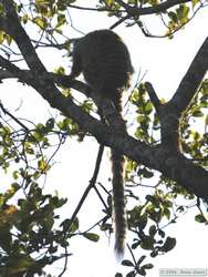 Black Tufted-eared Marmoset  (Callithrix penicillata)