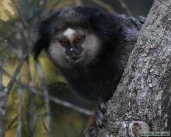 Black Tufted-eared Marmoset  (Callithrix penicillata)