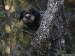 Black Tufted-eared Marmoset  (Callithrix penicillata)