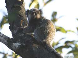 Black Tufted-eared Marmoset  (Callithrix penicillata)