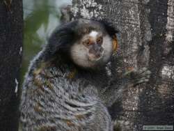 Black Tufted-eared Marmoset  (Callithrix penicillata)