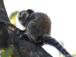 Black Tufted-eared Marmoset  (Callithrix penicillata)