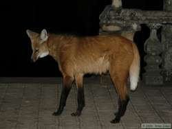 Maned Wolf (Chrysocyon brachyurus) at Santuario do Caraca