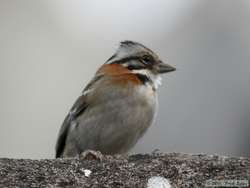 Rufous-collared Sparrow  (Zonotrichia capensis)