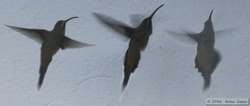 Collage of shots of a Cinnamon-throated Hermit   (Phaethornis nattereri)