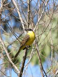 Three-striped Flycatcher (Conopias trivirgata)