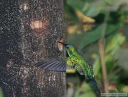 Violet-capped Woodnymph  (Thalurania glaucopis)