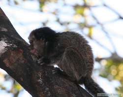 Black Tufted-eared Marmoset  (Callithrix penicillata)