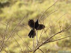 A Smooth-billed Ani (Crotophaga ani) catching some early morning rays to warm itself up.