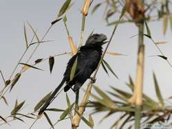 A Smooth-billed Ani (Crotophaga ani)