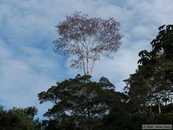 Though difficult to tell, this giant tree has beautiful purple flowers that littered the ground underneath it.