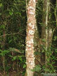 The trunk of this tree has thorns, presumably to discourage would-be hungry herbivores.