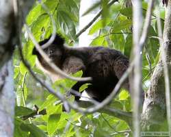 Black-capped Capuchin (Cebus apella nigritis)