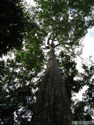 The mighty Jequitiba tree.