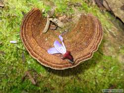 A cool fungus on the fallen Jequitiba tree.