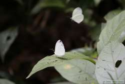 The butterfly above kept dive bombing the butterfly on the leaf.  Some sort of mating ritual perhaps.