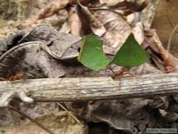 Leaf-cutter ants.