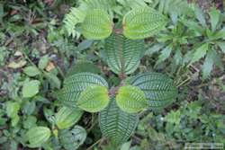 More cool plant leaves.