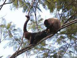 Brown Howler monkeys (Alouatta fusca) grooming.