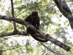 Brown Howler monkey (Alouatta fusca)