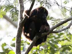 Brown Howler monkey (Alouatta fusca)