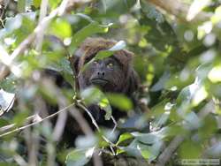 Brown Howler monkey (Alouatta fusca)