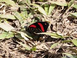 This was as close to a wings-open shot as I could get after spending a lot of time chasing them around.