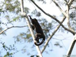 Brown Howler monkey (Alouatta fusca)