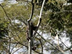 Brown Howler monkey (Alouatta fusca)