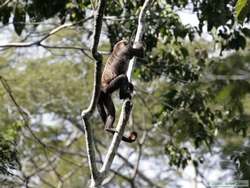 Brown Howler monkey (Alouatta fusca)