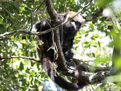 Brown Howler monkey (Alouatta fusca)