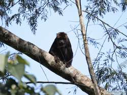 Brown Howler monkey (Alouatta fusca)