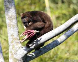 A mother Brown Howler monkey (Alouatta fusca) shelters her baby while eating the fruit of the cecropia tree.