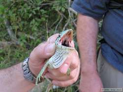 Dave cauaght this small bush anole (Polychrus liogaster)