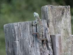 bush anole (Polychrus liogaster)