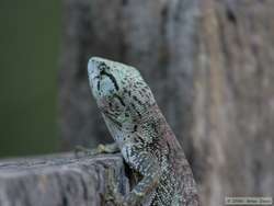 bush anole (Polychrus liogaster)