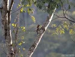 Campo Flicker   (Colaptes campestris)