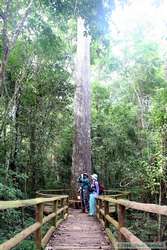 Shannon and I in front of a giant Jequitiba tree.